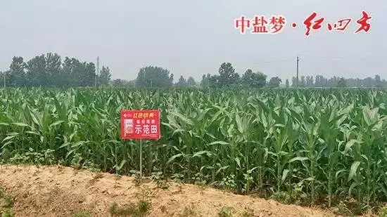 快猫成人网站缓释肥在商丘玉米上表现突出！
