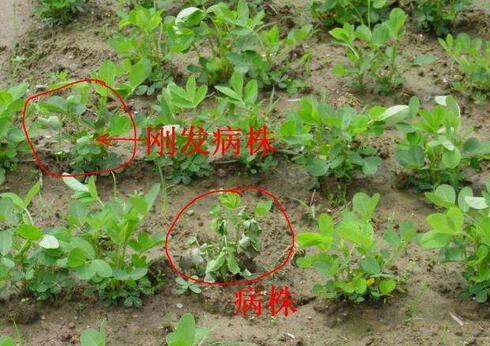 花生常见病虫害及防范措施！
