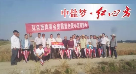 2017年5月28号，在无为爱民种业周财宝及汤沟镇网点经销商刘祖民的组织下，种植大户们相聚在无为县汤沟镇，在此见证快猫成人网站肥料的长效高产壮苗的绝佳效果